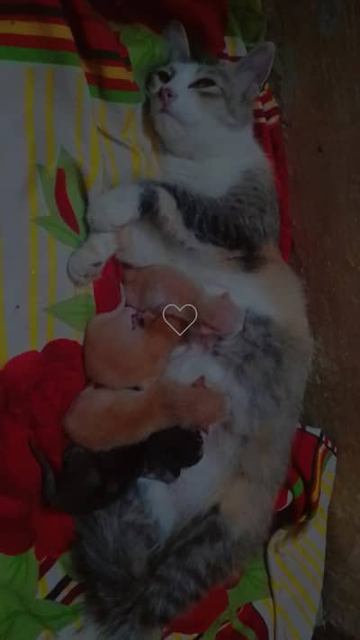 Lovely and Calm Cat with her Four Beautiful Kittens