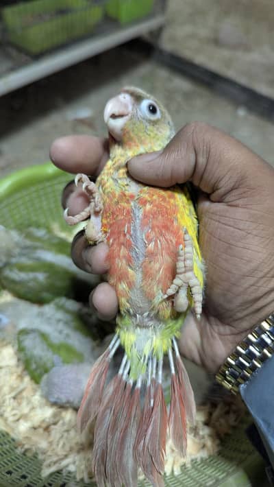 Pineapple conure high red factor chicks available