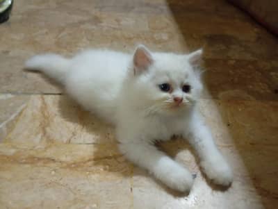 Persian Kitten