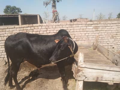qubarni donda bail