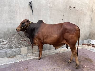 2 dant cow bhary