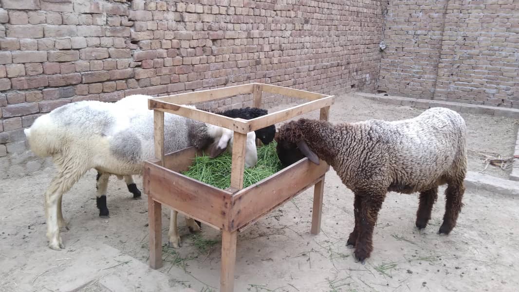 چھترے ۔ 1دنمبہ 2دانت 9