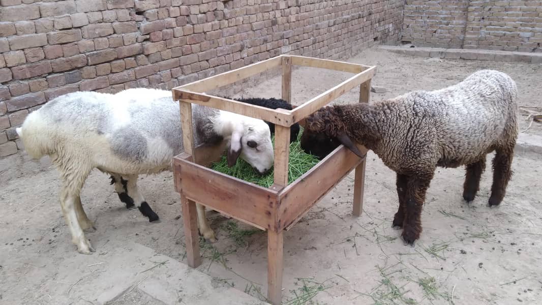 چھترے ۔ 1دنمبہ 2دانت 10