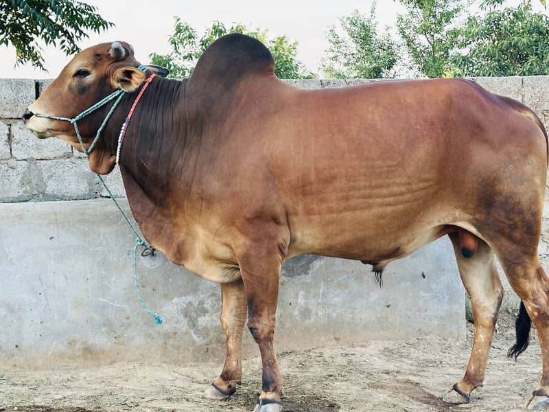 جانور قربانی کے لیے 0