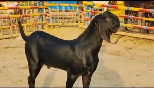 desi beetal bakra 12 month age kurbani ke liye gonda 03.26. 54.48. 90.1.