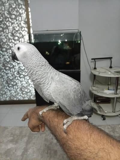gray parrot 6 month for sale
