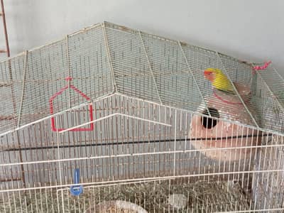 2 Bonded Lovebirds Pair