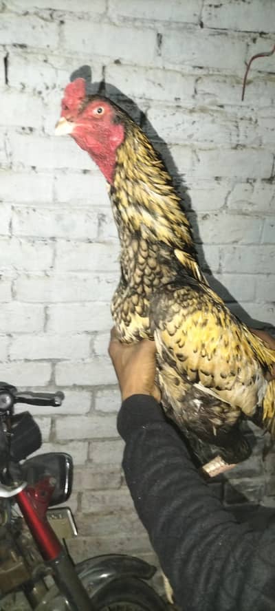 Long hight shamo morgi and shajra aseel for sale