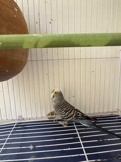 Male budgies