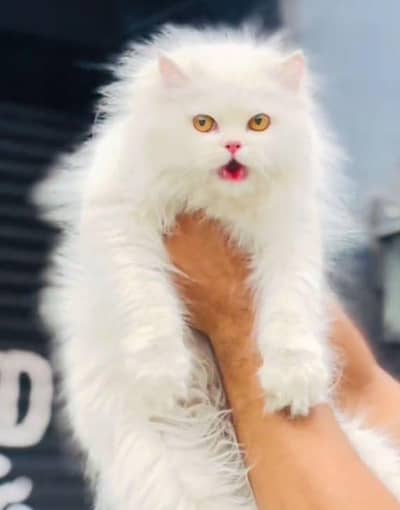Persian cat  triple coat Punch face face WhatsApp number 03281008492
