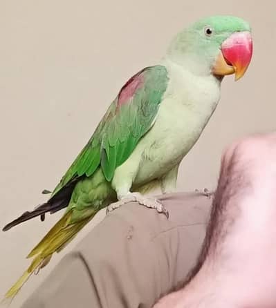 Raw Parrot Female for Sale