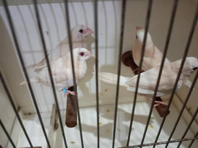 Exotic finches mutation