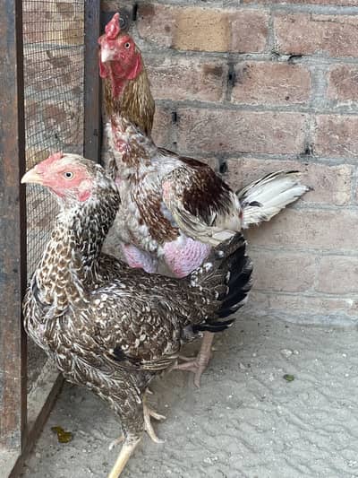 High quality pair for sale