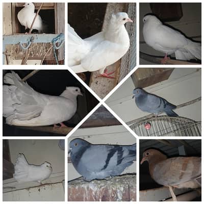 lakka piegion for sale