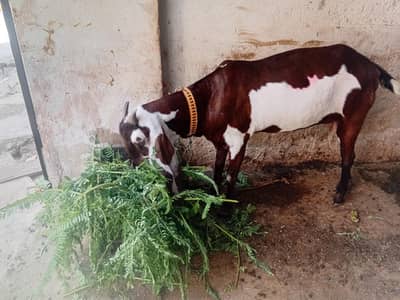 bakri