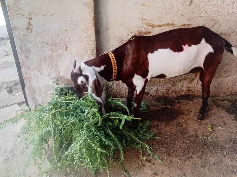 bakri 0