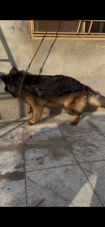 Long coat high quality gsd female