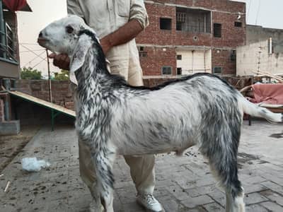 Qurbani ke liye 1 bakra for sale