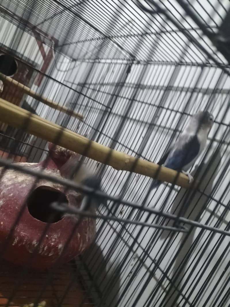 breeder pair 0