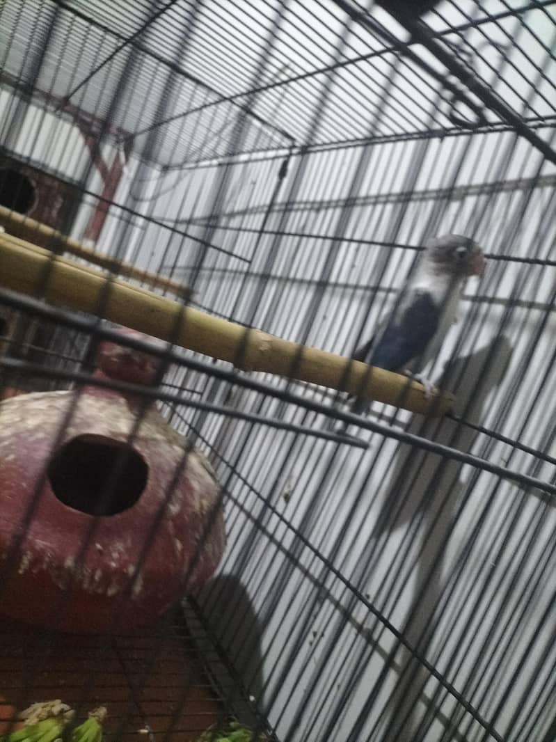 breeder pair 1