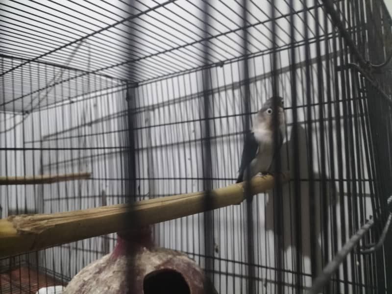 breeder pair 2