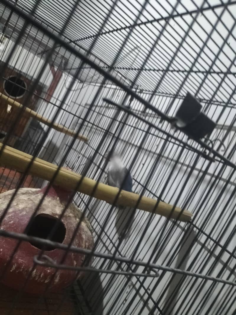 breeder pair 3