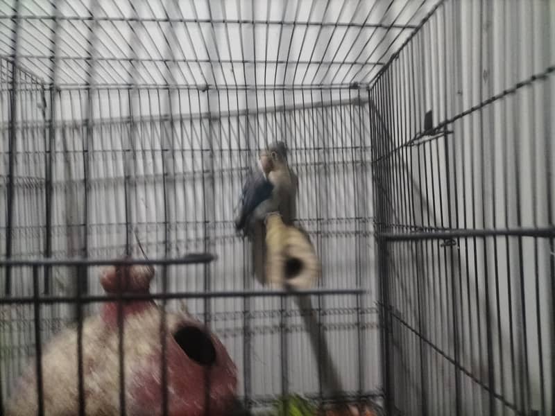 breeder pair 4