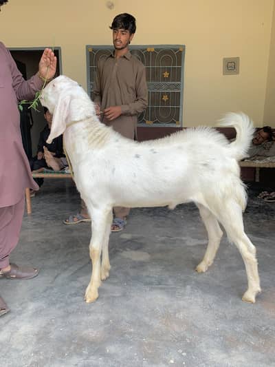 White bakra 13 months