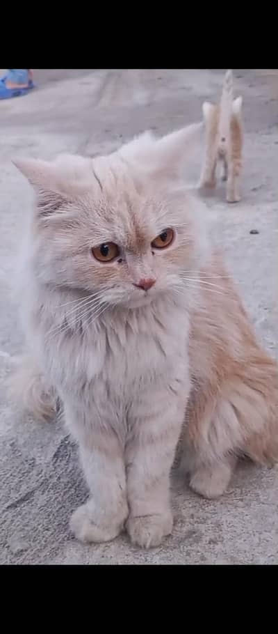 1 cat and 4 children