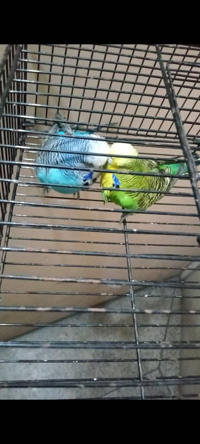 price different exhibition. . . java. . . . Australian pairs . chicks eno