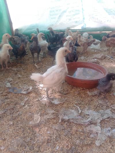 Golden Misri Chicks