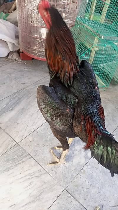 Thai aseel male  patha