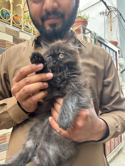 cat for sale