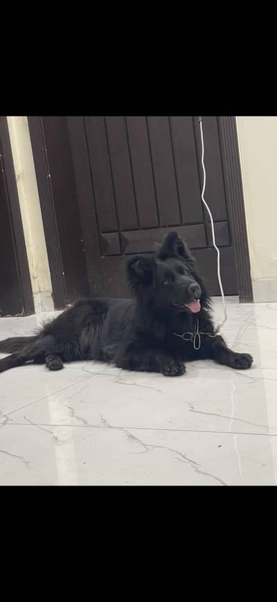 GSD BLACK BREEDER FEMALE