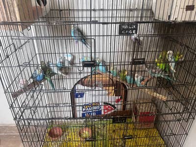 only Budgie 25 pice