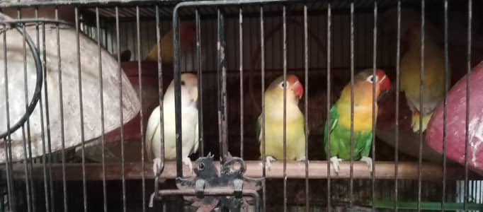 Love birds for sale