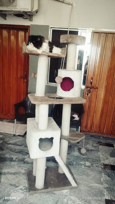 Cash Scratch Tree for Sale