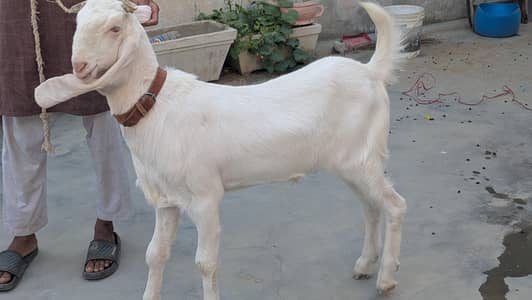 gulabi bachy hain jis bhai ko lene hai sahi pese lagay