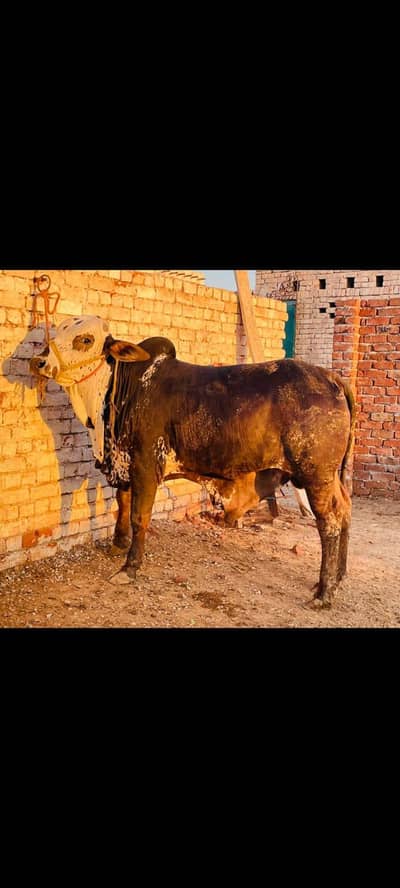 Cholistani Bull