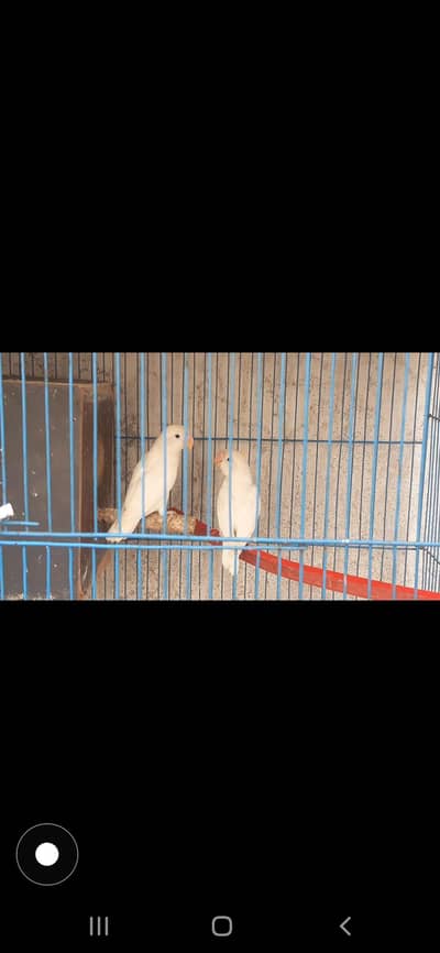 love bird