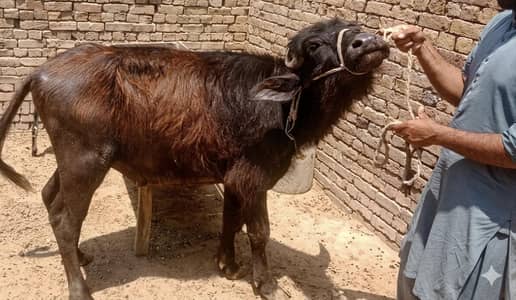 قربانی کے لیے ہمارے پاس بھینسا دستیاب ہے مناسب قیمت پر