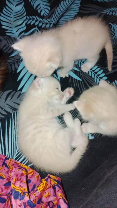 Persian cat with 4 beautiful kids