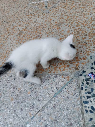 kitten
