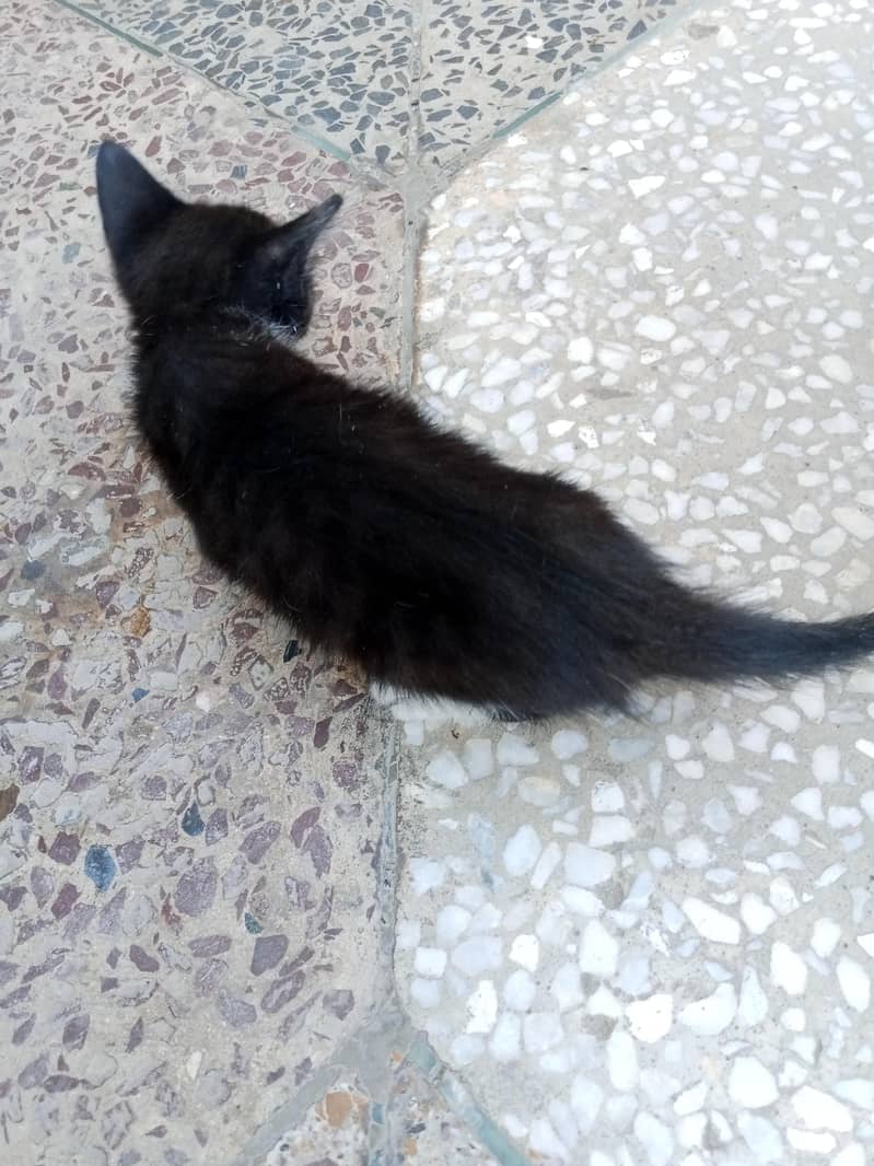 kitten 1