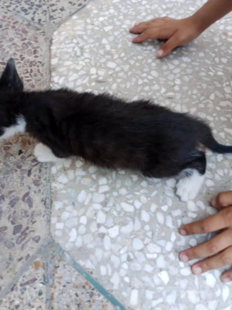 kitten 2