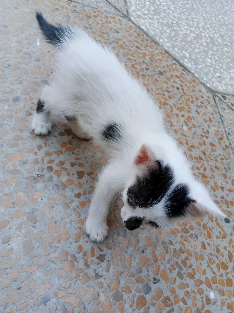 kitten 3