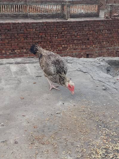 pure Miawli aseel murgi argent for sale