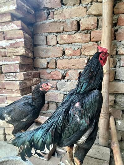 Pakistan Aseel Breeder setup for sale
