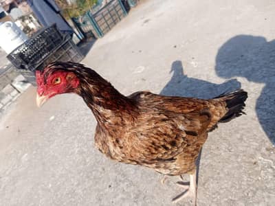aseel/Amroha/lakha/peela/Merathi aseel/aseel murgi /lakhi aseel madi