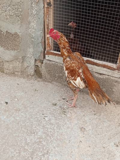 aseel/Amroha/lakha/peela/Merathi aseel/aseel murgi /lakhi aseel madi